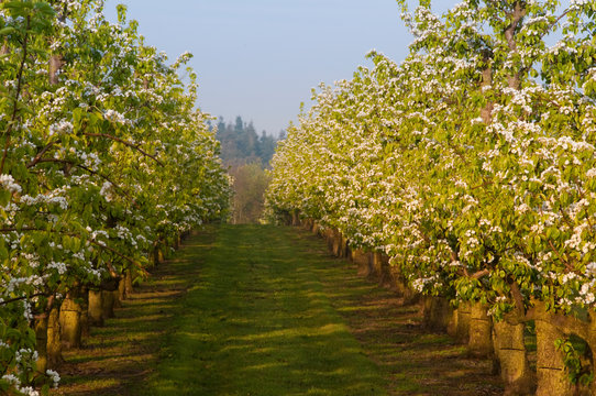 Poiriers en fleurs dans les vergers de Vron