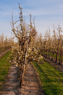Poiriers en fleurs dans les vergers de Vron