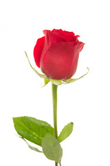 Single beautiful red rose isolated on white background. Valentine's Day background. Selecitve focus.