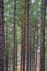 Fototapeta premium Selective focus on orange, pealed tree trunk in a pine tree forest and soft golden light on a blurred background