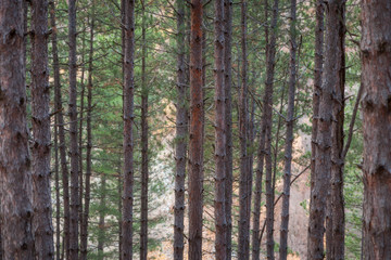 Fototapeta premium Selective focus on orange, pealed tree trunk in a pine tree forest and soft golden light on a blurred background