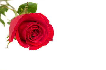 Single beautiful red rose isolated on white background. Valentine's Day background. Selecitve focus.