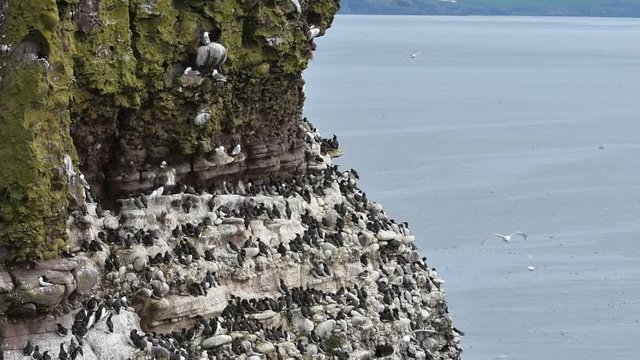 Black-legged kittiwakes, razorbills and guillemots nesting on rock ledges in sea cliff face at seabird colony in spring, Fowlsheugh, Scotland, UK