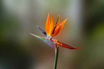 Fototapeta na wymiar Strelitzia royal flower