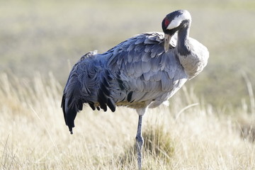 common crane