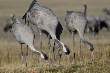 common crane