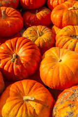 Potirons sur l'étal d'un maraîcher à Quend