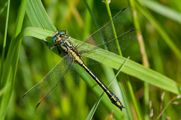 Gomphe semblable (Gomphus simillimus), mâle