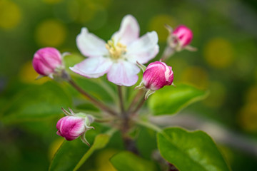 detail of an apple flowers in springtime. Macro photo