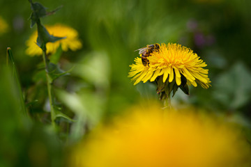 Bee on a dandelion flower close up