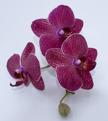 Naklejka na ściany i meble orchid flowers on an isolated background