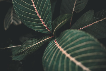 Folk Green Leaf Tropical Foliage Plant Nature Leaves on dark background