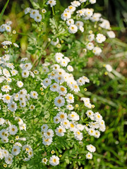 Blühendes Mutterkraut, Tanacetum parthenium