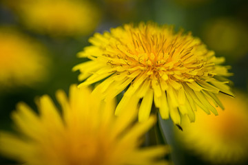 Close up of blooming yellow dandelion flower (Taraxacum officinale) in springtime. 