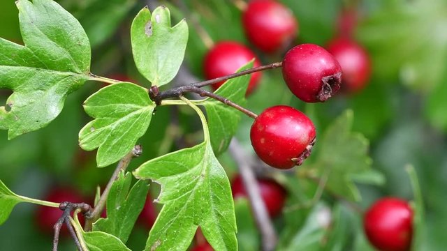 Common hawthorn / single-seeded hawthorn (Crataegus monogyna) red berries / pomes and leaves