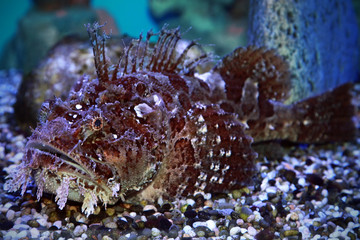 A stonefish (Synanceia verrucosa) in marine aquarium