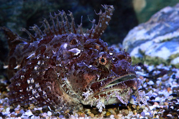 A stonefish (Synanceia verrucosa) in marine aquarium