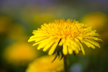 Close up of blooming yellow dandelion flower (Taraxacum officinale) in springtime. 