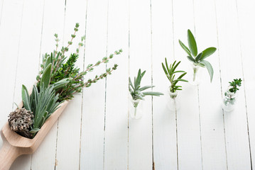herbal plants in mini bottles and bunch on scoop, white wood table background