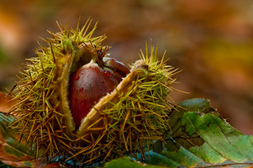 Chataignes tomb&eacute;es au sol &agrave; l'automne