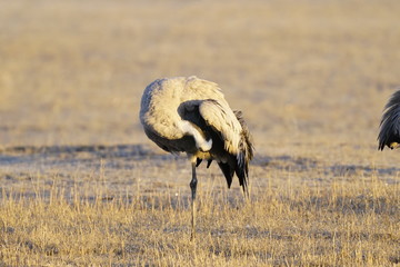 common crane
