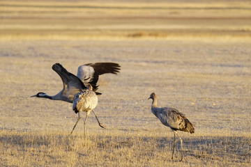 common crane