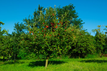 Fototapeta na wymiar single apple tree at garden, blue sky