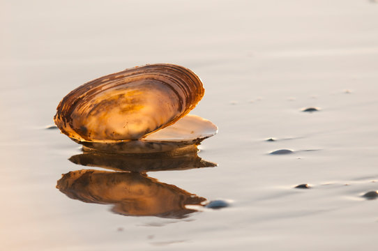 Coquillage(s) sur la plage &agrave; Quend-Plage