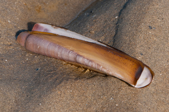 Coquillage couteau sur la plage