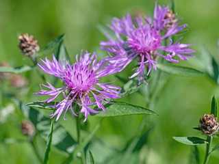 Blühende Wiesen-Flockenblume, Centaurea jacea, auf der Wiese