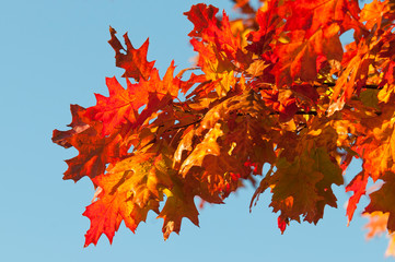feuilles de chêne aux couleurs de l'automne