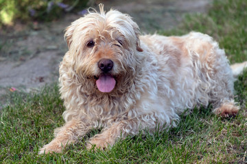 Portrait of hairy brown mutt dog