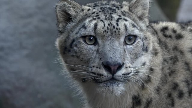 Snow leopard (Panthera uncia) portrait leaving