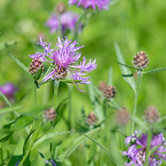 Blühende Wiesen-Flockenblume, Centaurea jacea, auf der Wiese