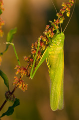 Grande sauterelle verte (Tettigonia viridissima)