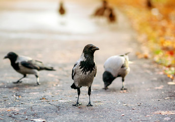 bird black crow busily strides along the path in the autumn solar Park