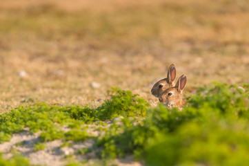 Lapin de garenne ou lapin commun (Oryctolagus cuniculus) - Jeune lapereau