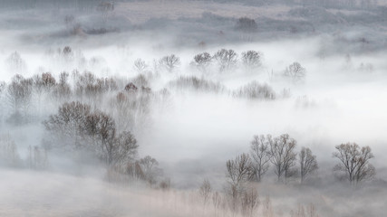 Fototapeta premium Winter landscape with trees and fog