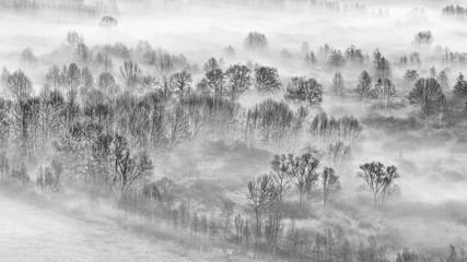 The misty forest at sunrise, black and white landscape