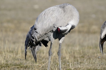 common crane