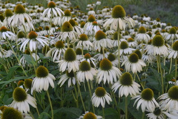 Białe kwiaty jeżówki, echinacea © Marta