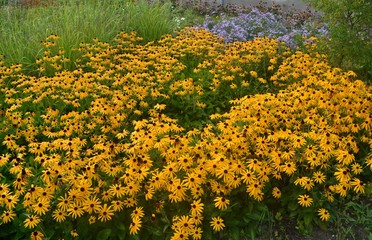 Żółte kwiaty, rudbekia błyskotliwa