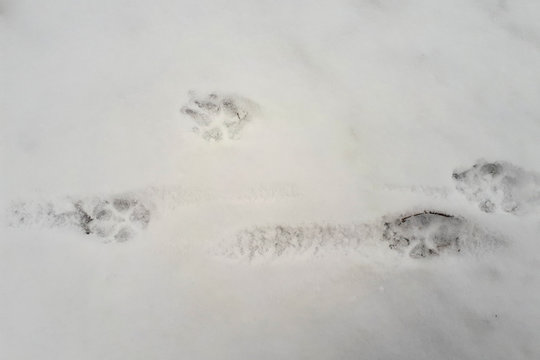Dog footprints in white snow. White snow with traces of the animal in the forest. Top view.