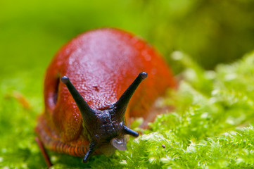 Limace rouge (Arion rufus)