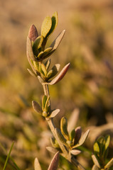 Obione ou Arroche Faux pourpier (Obione portulacoides)