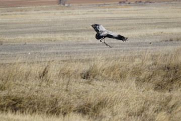 common crane