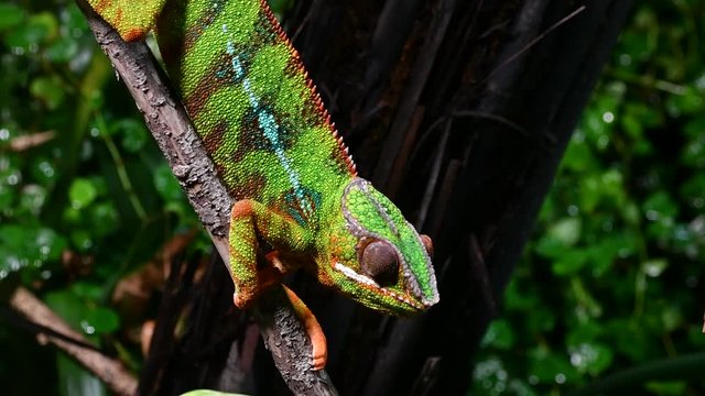 Panther chameleon (Furcifer pardalis) in tree showing rotating eyes