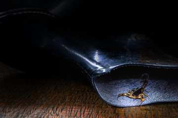 real photo of a scorpion in a boot. Careful, puffy animal inside the house. Scorpion sting
