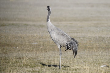common crane