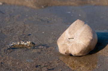 Fototapeta na wymiar Squelette d'oursin sur la plage de Fort-Mahon